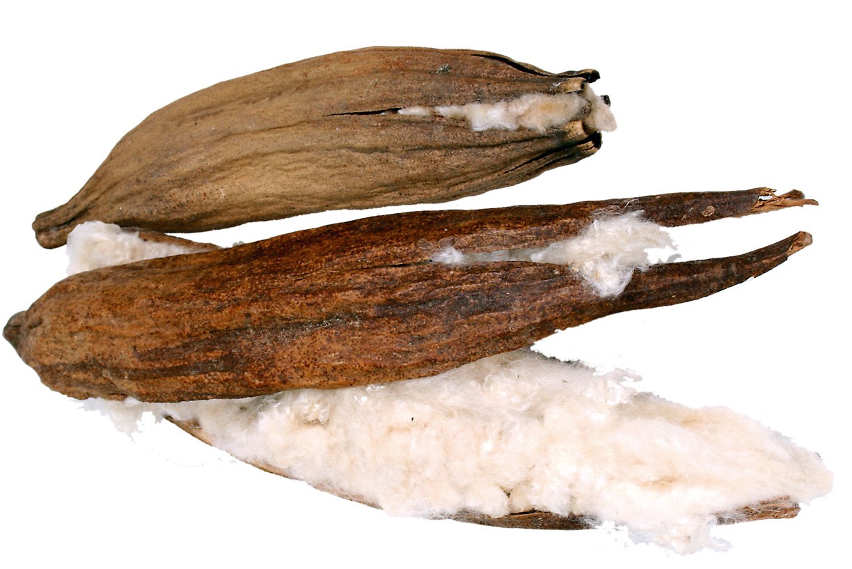 Jr Farm Kapok na výrobu křeččích hnízd 1 lusk