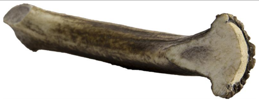 Jelení paroh maxi 140-160g