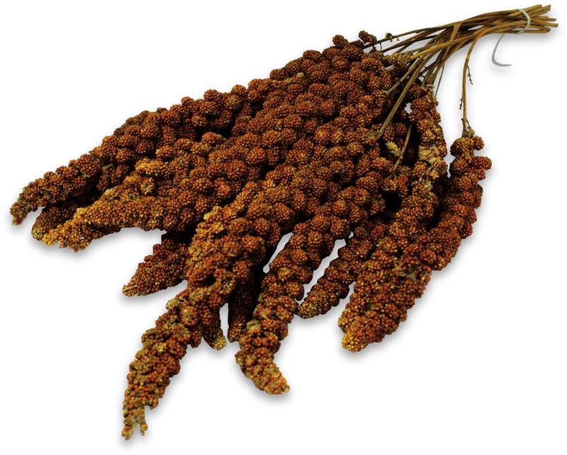 JR Birds Čínské proso červené v klasu 500 g