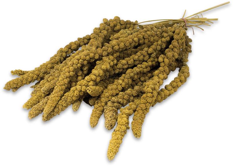 JR Birds Čínské proso žluté v klasu 500 g